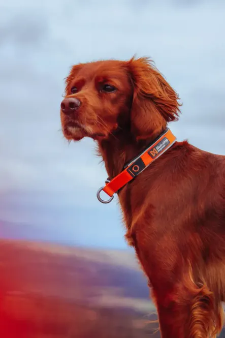 Hovedbillede Non-stop Cruise collar