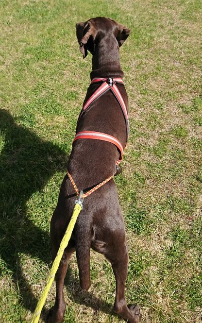 Huvudbild Dragråttan Multisport Dragsele för Hund