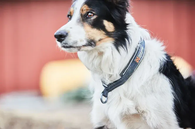 Hovedbillede Non-stop Cruise collar